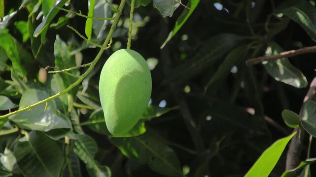 Close-up of unripe mango hanging from tree branch with green leaves in tropical orchard for agriculture and healthy eating concept