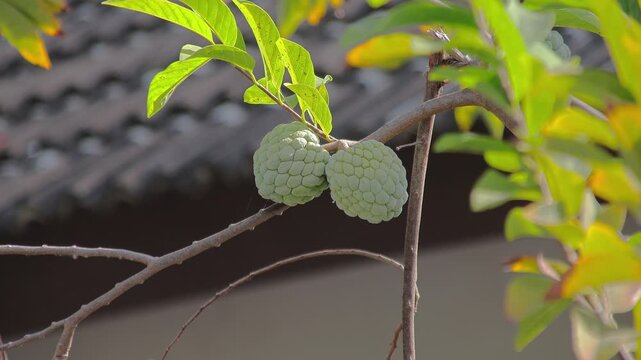 Custard apple fruits growing on branch, vibrant green leaves, shot in natural sunlight showcasing fresh produce and tropical agriculture potential