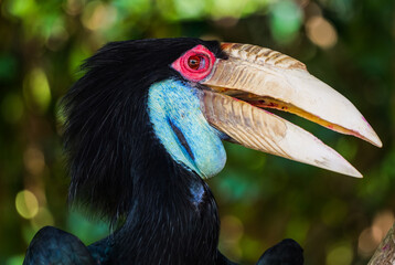 Crowned Hornbill Material: Huge casque with blue throat and red eyes, close-up of a rare tropical bird in high definition © Yf