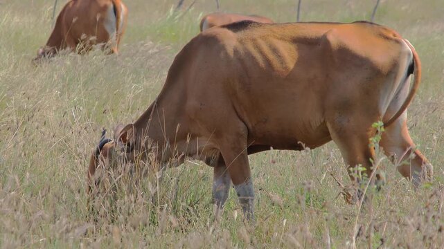 Brown cows grazing peacefully in a field under natural light, showcasing sustainable agriculture and rural beauty of livestock farming