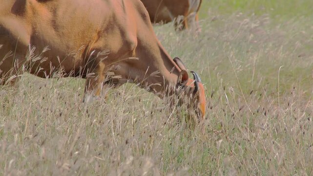 Brown Cows Grazing in a Field Under Natural Light, Showing Peaceful Farm Life and Sustainable Agriculture in a Rural Setting