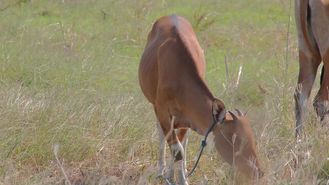 Cattle Grazing in Meadow with Natural Light, Brown Fur and Peaceful Environment, for Livestock and Rural Lifestyle