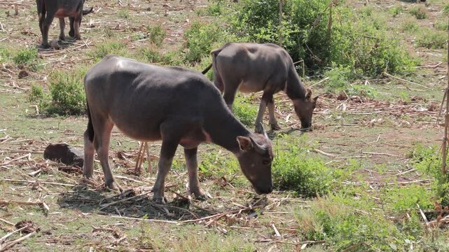 Water Buffalo Grazing in Field with Natural Light, showcasing rural agriculture and wildlife in Southeast Asia