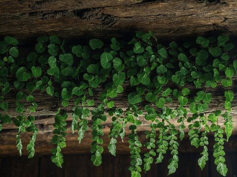 Lush green creeping plant vines trailing over a rustic weathered wooden texture surface