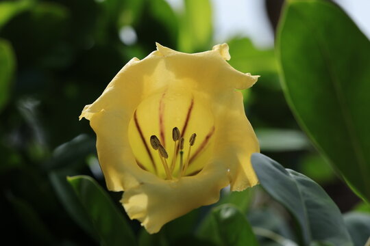 Close-up of a beautiful yellow Chalice Vine flower (Solandra grandiflora) with distinct brown stripes and prominent stamens.