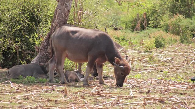 Water Buffalo grazing in natural light with calf nursing and other buffalo resting in Sri Lankan landscape, showcasing the rural wildlife