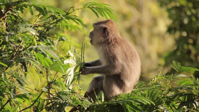 Monkey eating leaves in natural habitat, bathed in soft natural light, showcasing wildlife behavior and jungle ecosystem concept