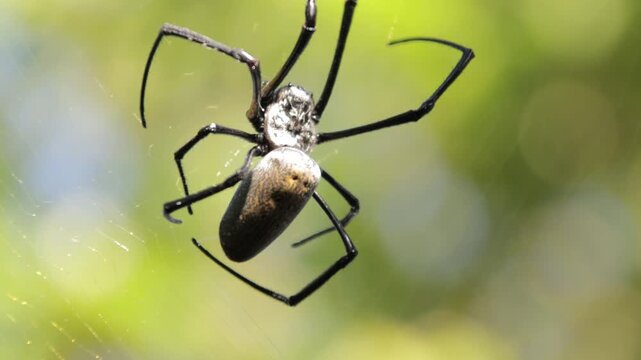 Golden Orb Weaver Spider Hanging in Web with Natural Light, showcasing intricate details for arachnology studies and educational purposes