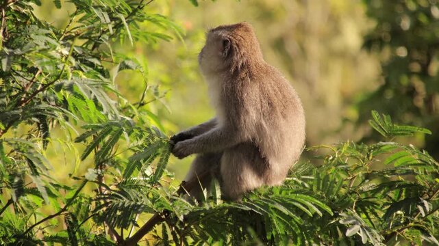 Monkey Sitting in Tree Eating Leaves with Natural Light in Jungle, a glimpse into the wild, serene nature backdrop for wildlife documentary