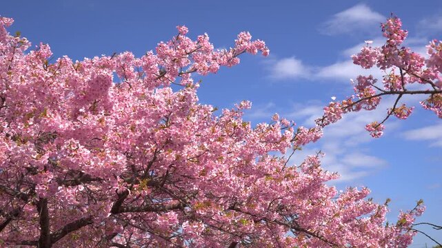 【岡崎】青空を背景にした乙川の河津桜（パン）