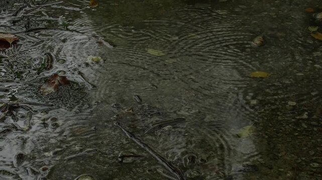 Raindrops falling into water puddle on ground creating ripples
