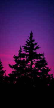 Silent pines pierce twilight's gloom, a stark silhouette against an amethyst sky, snow-dusted branches like frozen lace,  clouds,  dark