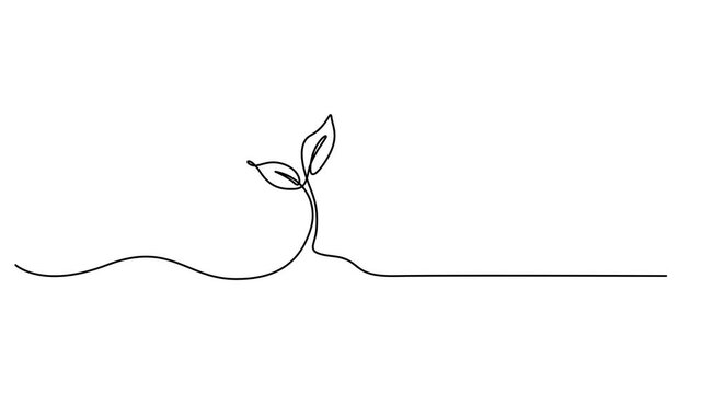 growing sprout continuous one line drawing animation, Animated self drawing of continuous line draw of step of grow plant. Seeds sprout in ground. Seedling gardening plants, sprouts.