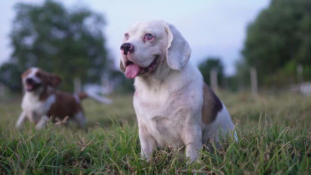 Old white-faced beagle hound sitting in the grass on a farm field with tongue slightly out.
