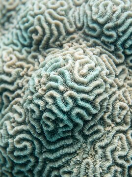 Brain coral texture macro, intricate labyrinth ridges underwater