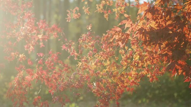 Golden autumn leaves closeup. Autumn nature in warm tones. Maple leaves shining in fall light. Autumn fall scene with colorful foliage. Autumnal background with bright leaves.