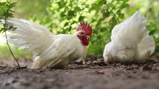 Domestic white chickens foraging and walking on the ground near green shrubs in a backyard farm.
