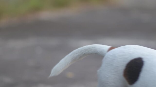 Profile view of a light-colored senior beagle dog looking forward against a blurred background.
