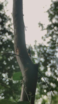 Insect Clinging to a Tree Trunk in a Natural Forest Setting with Bokeh Background