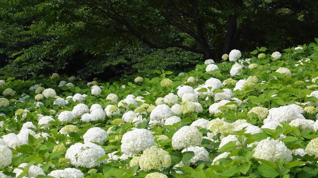 Field of white Annabelle hydrangeas blooming on a lush green slope