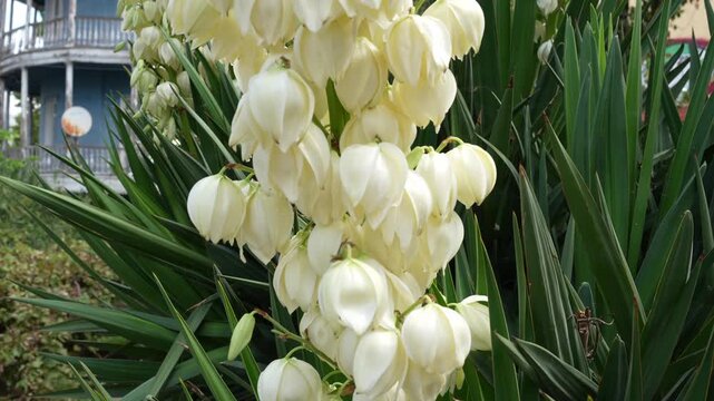 Blooming white yucca flowers swaying gently in the breeze near a residential building exterior