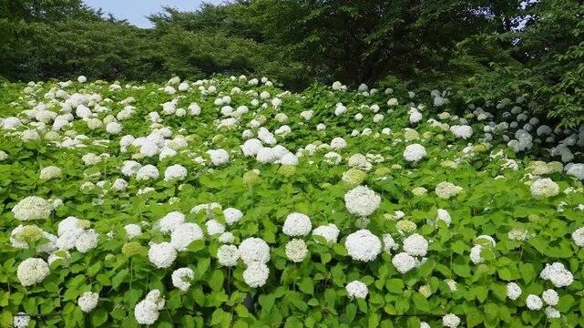 Field of white Annabelle hydrangeas blooming amidst rich green foliage