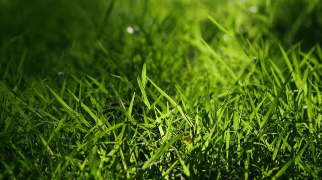 Close-Up of Sunlit Green Grass Blades with Dark Shadow Contrast