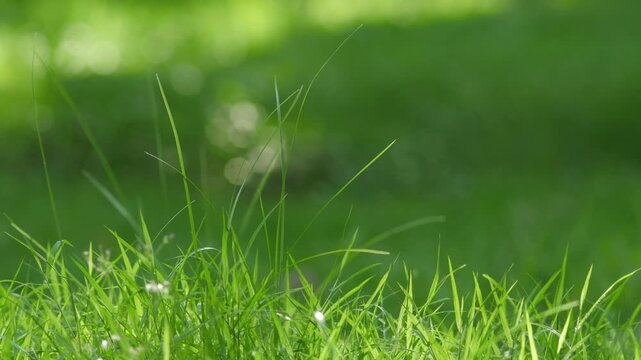 Sunlit Green Grass Meadow with Small Wildflower Stem and Soft Bokeh