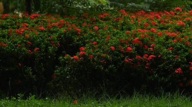 Blooming Orange Ixora Shrub in Tropical Garden During Rainfall