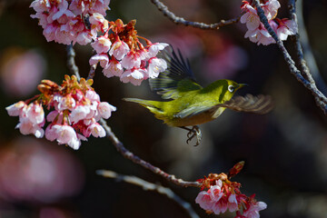 Fototapeta premium メジロと桜004