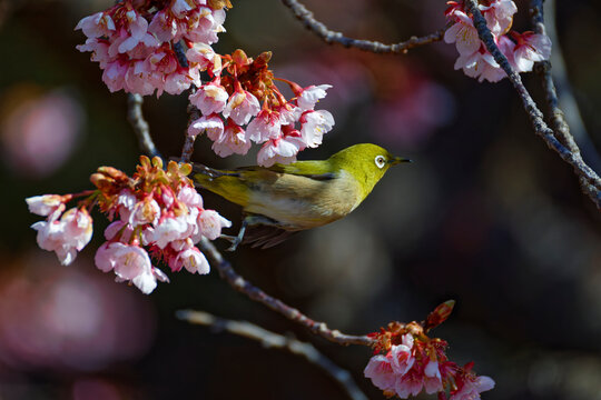 メジロと桜003