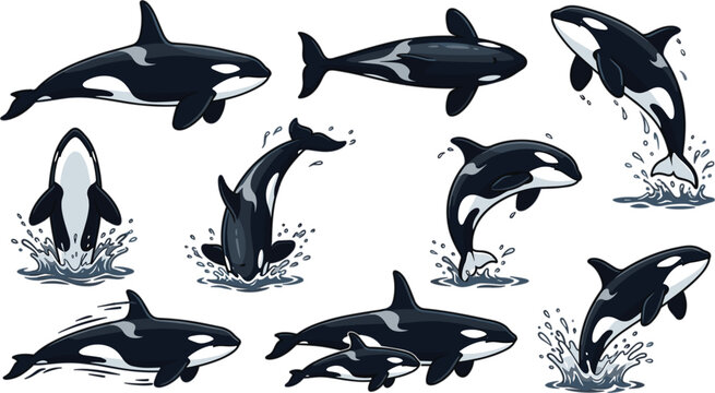 Orca Killer Whale Marine Life Vector Set with Swimming Pod Breeching Calves Water Splashes and Dynamic Ocean Wildlife Illustrations