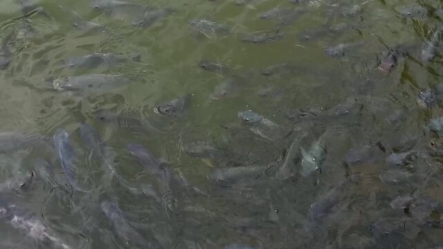 A large school of tilapia gathers near the surface of a freshwater pond. This close-up shot is suitable for concepts related to aquaculture, fish farming, freshwater ecosystems, and natural resources.
