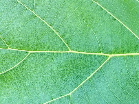 Close-up view of a vibrant green leaf's intricate vein pattern, highlighting natural textures and organic details