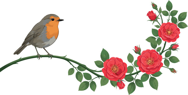 European robin bird perched on a thorny dog rose branch with blooming red flowers and green leaves vector illustration