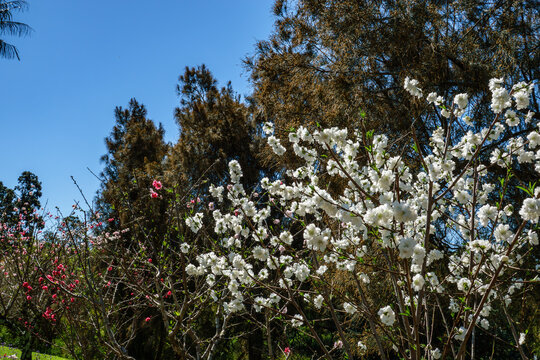 Wistaria Gardens at Parramatta Park during the wisteria flowering season in Sydney, New South Wales, Australia, September 18, 2026