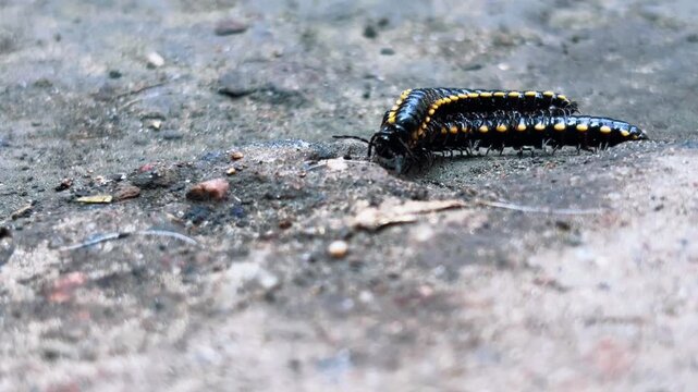 A close-up side view of Harpaphe haydeniana crawling over a rugged wet surface, with its dark segmented body and bright yellow lateral markings clearly visible against the muted background.