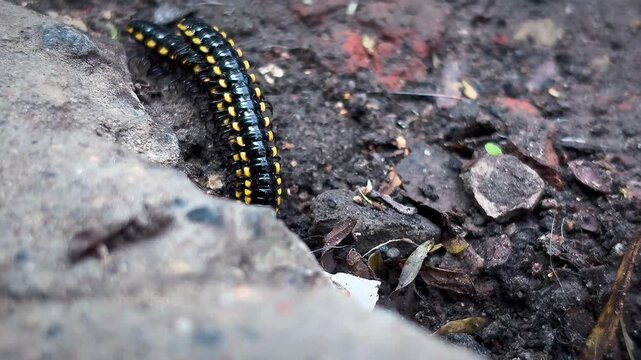 macro photograph of a yellow-spotted millipede emerging across a damp, textured surface, revealing its numerous body segments, tiny legs, and contrasting yellow markings in a natural rainy environment