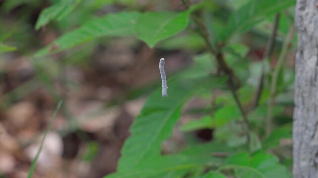 Inchworm caterpillar climbing up on thin silk thread in forest
