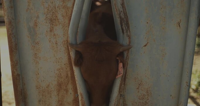 Brown cow with ear tag 262 is restrained in a rusted metal squeeze chute, viewed tightly from the front.