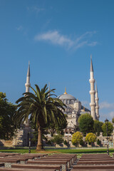 Fototapeta premium Vertical view of the Blue Mosque in Istanbul, Turkey, with elegant domes, tall minarets, palm tree and clear blue sky. Scenic travel, culture and architecture background.
