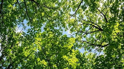 Fototapeta premium Looking up through bright green forest canopy with sunlit leaves and blue sky