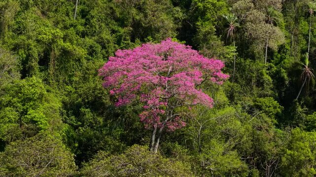 Aerial Shot of Blooming Pink Lapacho Rosado Tree in Forest Nueva Alborada Paraguay