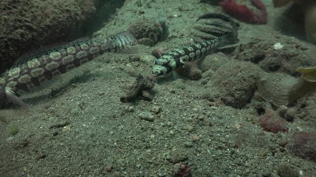 Parapercis tetracantha attempts to dislodge a small scorpionfish from its resting spot during a dive, then gives up and swims away.