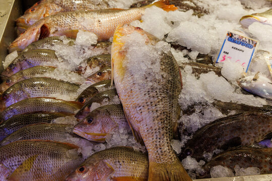 Fresh raw croaker fish displayed on ice at a local market