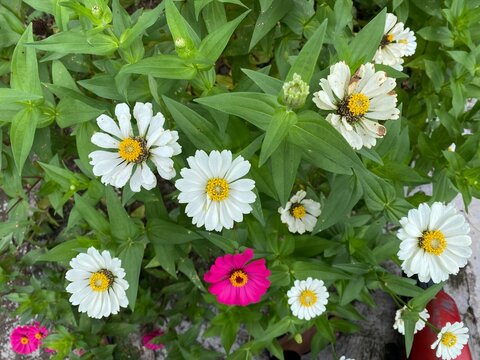 Top view of beautiful blooming white and pink zinnia flowers in a lush green summer garden