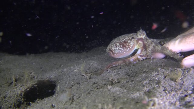 Coconut octopus (Amphioctopus marginatus) emerges from its burrow and clings to a diver&rsquo;s bare fingers during a night dive, then drops back into its burrow.
