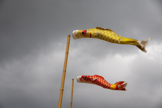 Two koinobori (carp streamers) flying against a cloudy sky. Traditional Japanese decorations for Children's Day