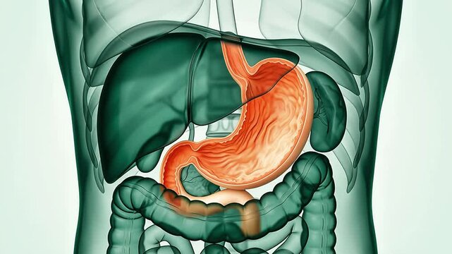 3D medical illustration of the human digestive system with a highlighted stomach and liver inside a transparent male torso