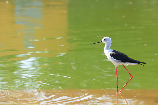 Black winged stilt wading in green water